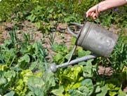 Person using a watering can to water his herb garden.