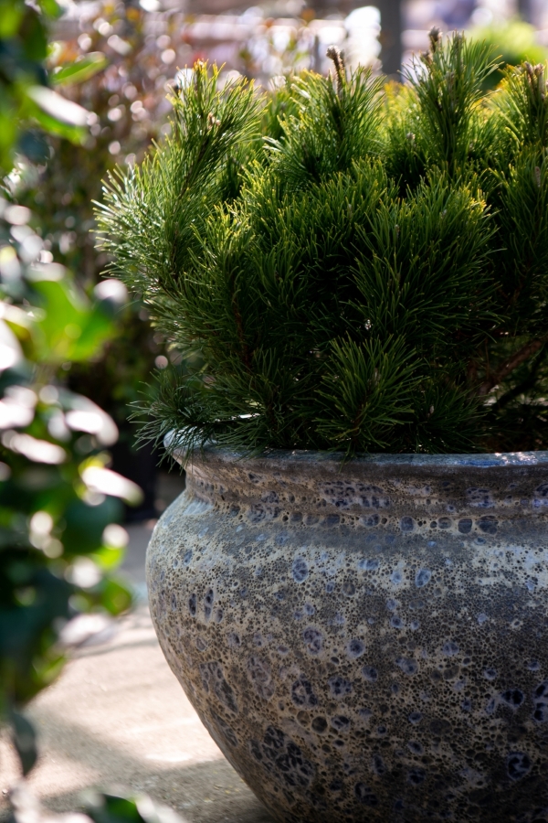 image of shrub in a jackson pottery planter, featuring a gray, cratered texture that is their signature bubble glaze