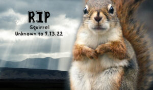 RIP to the unknown Squirell that brought down our Power Grid