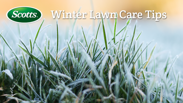 Winter Lawn Care Tips Arett Outlook